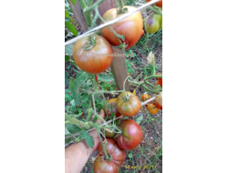 Томат Бычок черный (Казахстан)