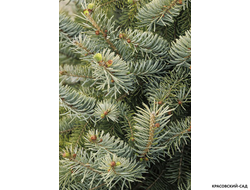 Ель сербская Бранс фото хвои - красовский-сад.рф
