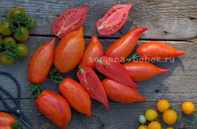 Томат Перо Жар-Птицы, 10 шт