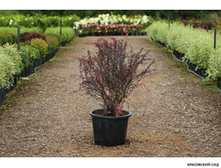 Барбарис Роуз Глоу - Rose Glow