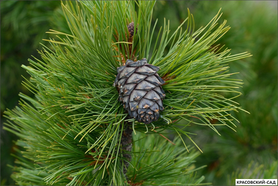 Сосна кедровая шишки фото красовский-сад.рф