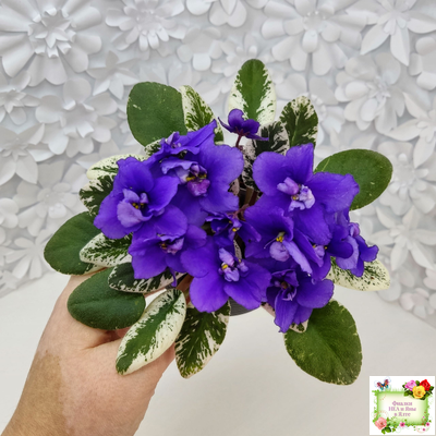 Hodss-Norway (Яна Ходченко) 2019 г. (пестролистный лонг)