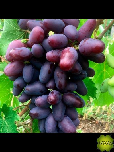 ВИНОГРАД "БАЙКОНУР" (очень вкусный и неприхотливый)