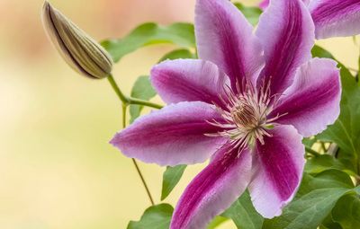 "Бутоны клематиса" силиконовый молд .