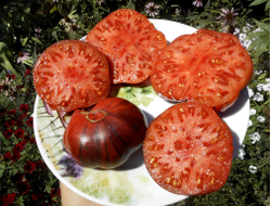 Томат Голубая прелесть (Blue Beauty), США