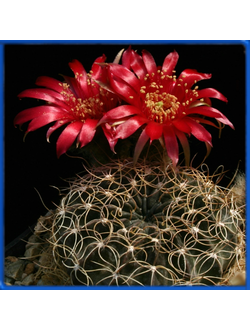 Lobivia cinnabarina R 513