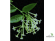 Цеструм ночной / Cestrum nocturnum