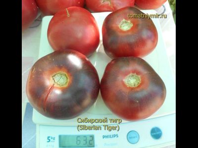 Томат Сибирский тигр (Siberian Tiger)