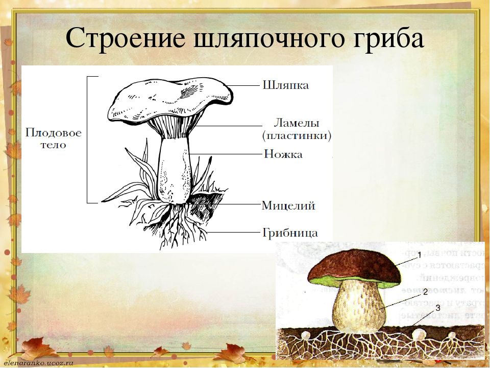 Плодовое тело гриба. Строение шляпочных грибов. Части шляаочного грибы. Строение шляпочного гриба 5 класс. Гриб строение шляпочного гриба.