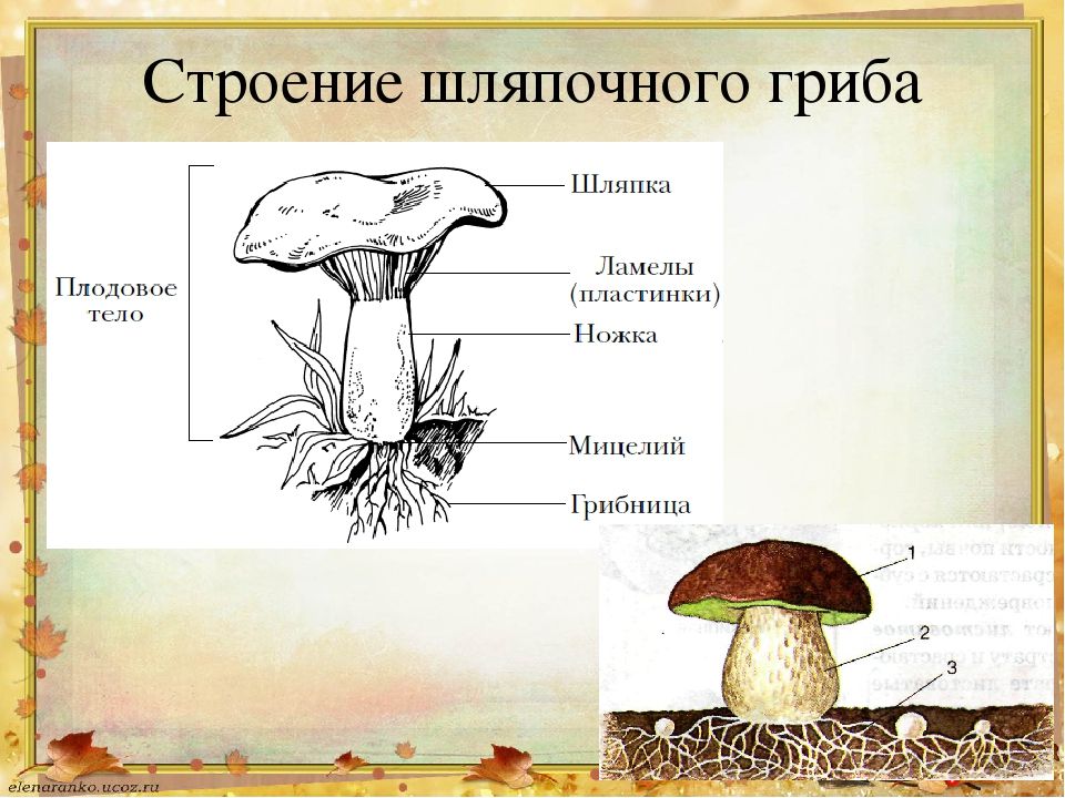 Структура гриба. Строение шляпочных грибов. Части шляаочного грибы. Строение шляпочного гриба 5 класс. Гриб строение шляпочного гриба.