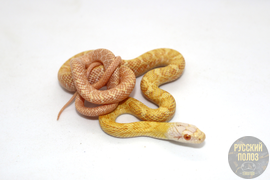 Островной кунаширский полоз, Elaphe climacophora