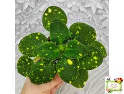 ШН-Космическая Фея (Н. Шушакова) 2019 г.