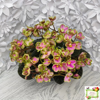 ЛЕ-Ярита (Е.Лебецкая) 2016 г.