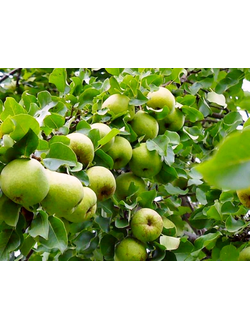 Груша Москвичка (осен.)