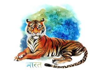 Тигр Раджастхана *matte*