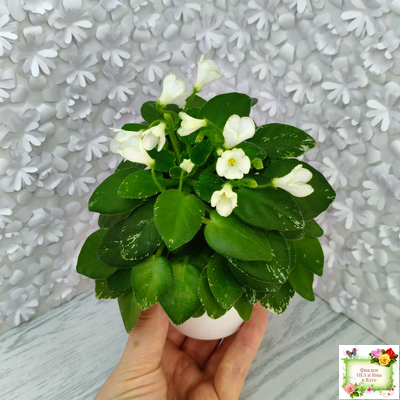 Н-Каламбур (Н. Бердикова) 2016 трейлер