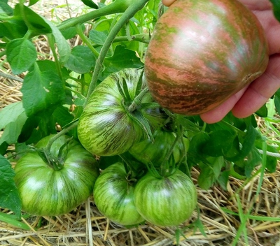 Томат Rebel Starfighter Prime (Мятежный звездный истребитель)