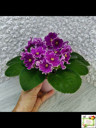 АВ-Просто Космос (Фиалковод) 2019 г.