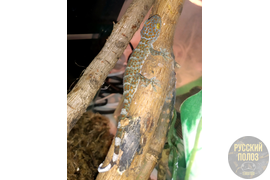 Геккон Токи, Gekko gecko