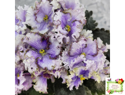 Leo-Древній Львів (Иваницкий)