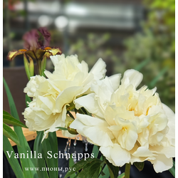 Пион Ванилла Шнапс (paeonia Vanilla Schnapps)