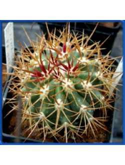 Ferocactus lindsayi PP 1157