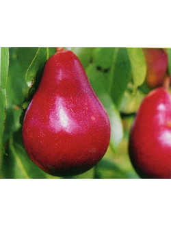 Груша Нарядная Ефимова (осен.)