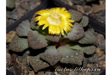 Titanopsis calcarea SB2186 Bundu, Prieska (MG-1870.24)