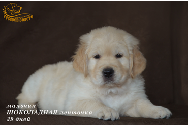 УЖЕ в НОВОМ ДОМЕ = мальчик ШОКОЛАДНАЯ ленточка. На фото 39 дней. ДР 28.01.20г