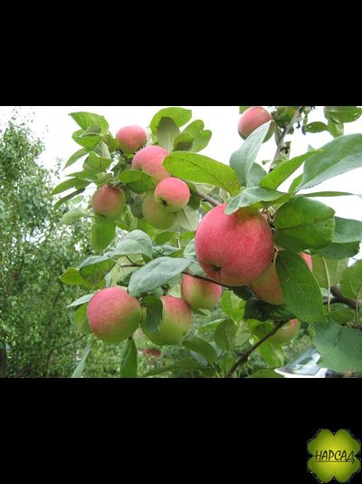 Яблоня &quot;АВГУСТА&quot; Саженец 3 года (полу-карликовый подвой)