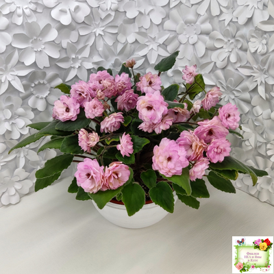 Lituanika (Būtienė) трейлер