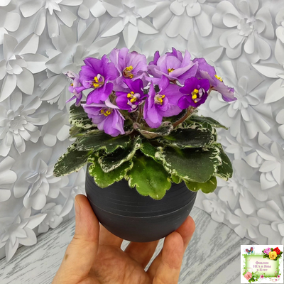 Sky Jems (Johnson) (лист посажен 29.01.26)