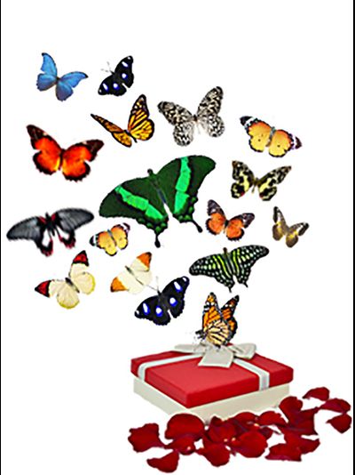 17 бабочек  всего за 5990 руб