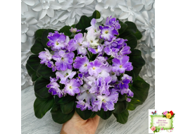 LV-Цветы для Любимого (Л. Шевелева) 2025 г. трейлер (клакамасный лонг)