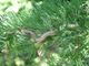 Лиственница японская Диана на штамбе (Larix kaempferi Diana)