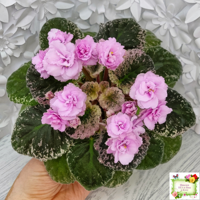 Rose Bouquet (G.T.Smith) (9028) 04/12/2001