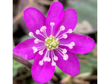 Hepatica nobilis Бьюти  Пинк