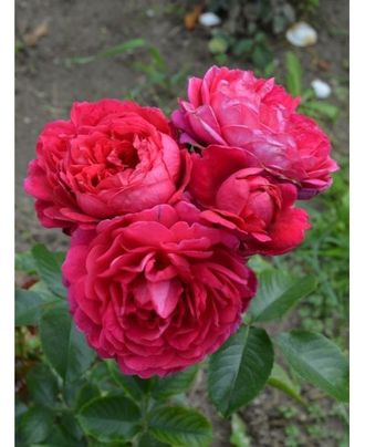 Соул (Soul), шраб. Christian Evers