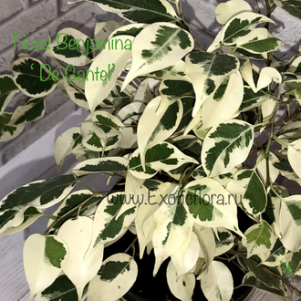 Ficus Benjamina De Gantel / фикус Бенджамина Де гантель
