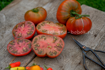 Томат Dwarf Mulatte (Гном Мулатка), 10 шт