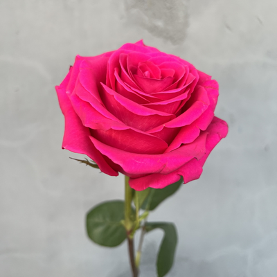 Роза Эквадор розовая