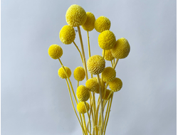 Краспедия желтая