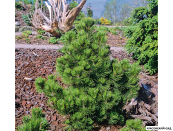 Сосна Гельдрейха - Pinus Heldreichii