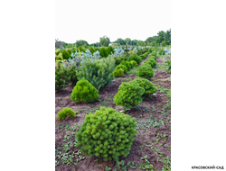 Сосна Мопс - Mops