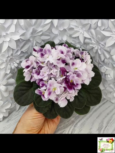 Mac's Southern Springtime (G.McDonald) (лист посажен 29.01.26)