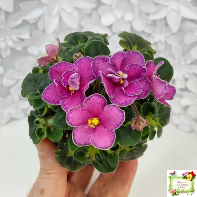 Ma's Melody Girl (O. Robinson) (гёрл-лист)