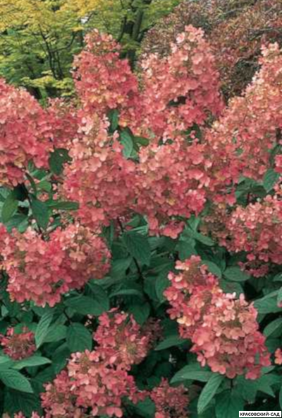 Купить Гортензия метельчатая Пинк Даймонд в Москве - Фото - Красовский-Сад.рф