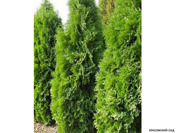 Туя Голден Брабант - Красовский-Сад.рф