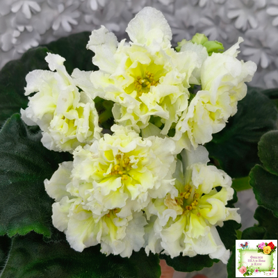 МК-Белый Янтарь (М. Карпова) 2023 г.