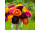 Ранункулюс - Ranunculus - Ранункулюс в ассортименте